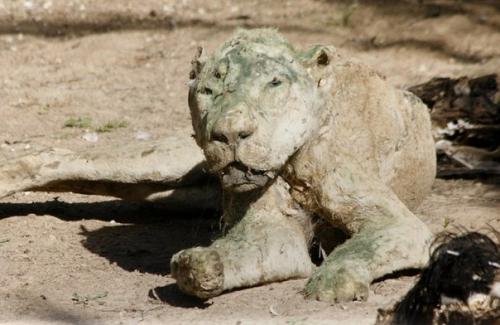 Когда охранники зоопарка вернулись, то увидели страшную картину. 07 Когда охранники зоопарка вернулись, то увидели страшную картину. 07