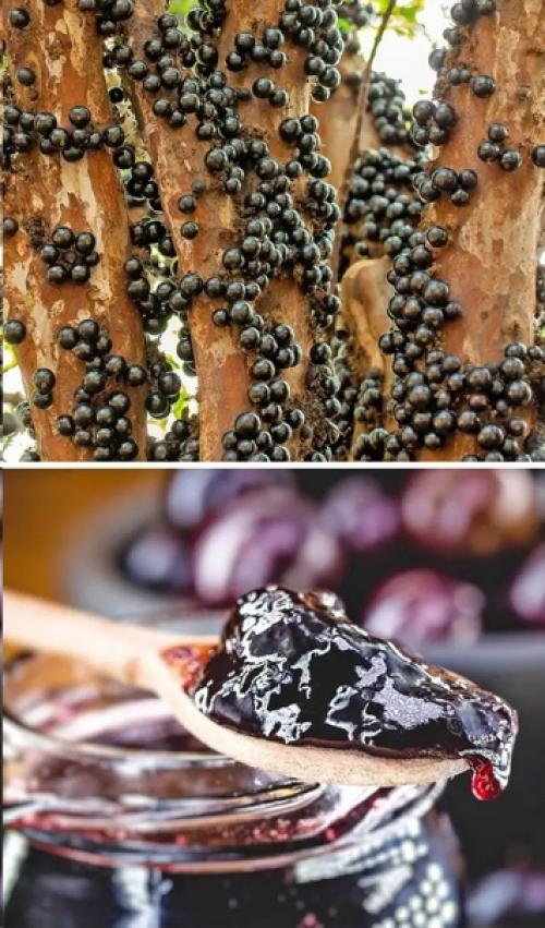 Удивительные деревья, растущие на нашей планете. 07