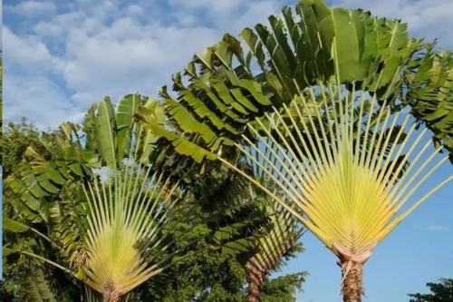 Удивительные деревья, растущие на нашей планете. 04