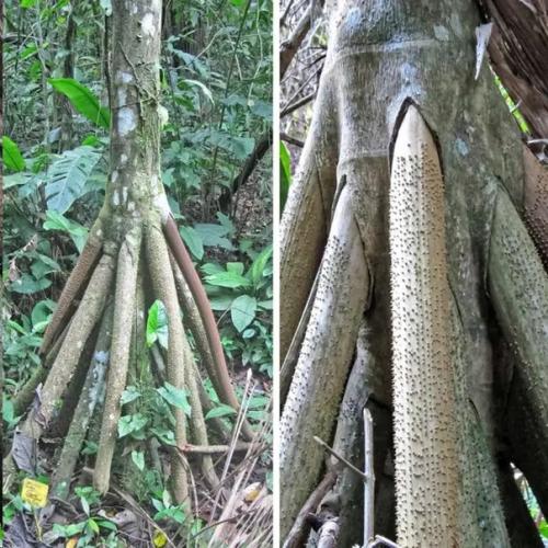 Удивительные деревья, растущие на нашей планете. 01