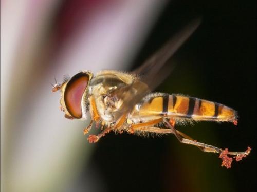 Почему муха так ловко от мухобойки уворачивается? 

