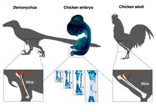 Цыплятам вырастили динозавровые ноги.

