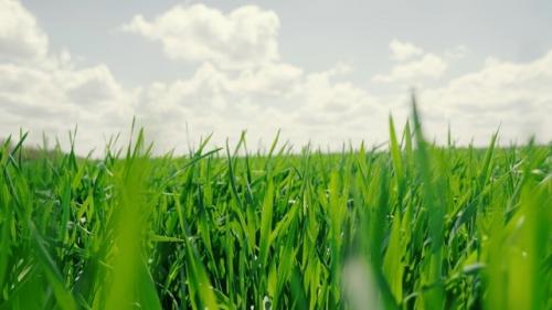 Генетики создают растения, которые сами себя удобряют.

