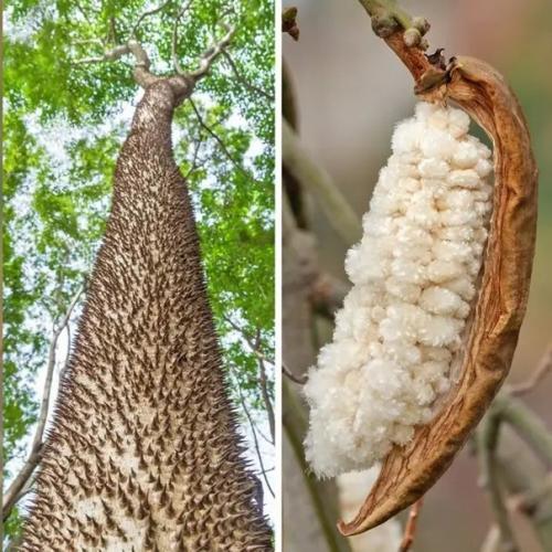 Удивительные деревья, растущие на нашей планете. 05