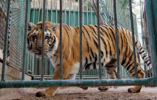 Когда охранники зоопарка вернулись, то увидели страшную картину.  