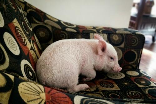 Пара из Канады приобрела крошечного поросенка, рассчитывая, что он навсегда останется размером с крупную морскую свинку. 01