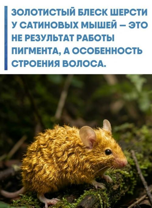 Уникальный атласный эффект получается из-за того, что каждый волос у этих грызунов полый внутри.  