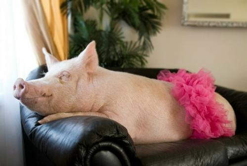 Пара из Канады приобрела крошечного поросенка, рассчитывая, что он навсегда останется размером с крупную морскую свинку. 02