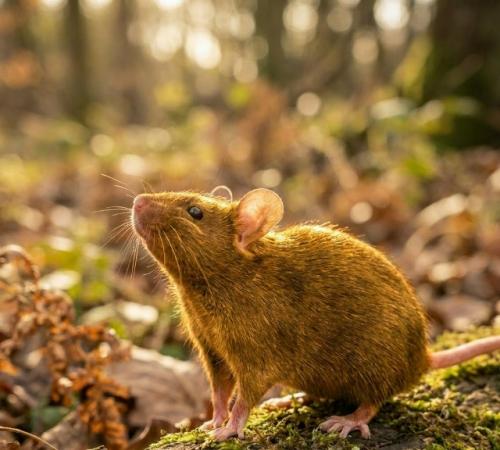 Уникальный атласный эффект получается из-за того, что каждый волос у этих грызунов полый внутри. 02