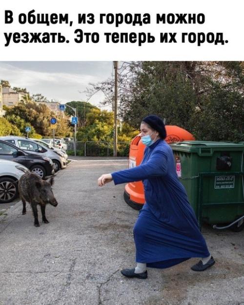 Кабаны наступают.   Астерикс и обеликс решили бы вопрос быстро! 02