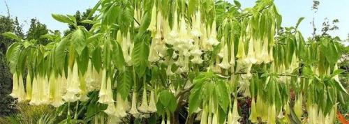 На аравийском полуострове и в юго - западной Азии есть растение, которое называют Цветком Смеха.