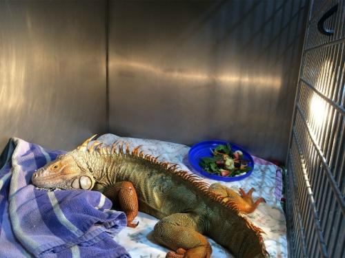 31 января 2026 года во флориде произошло то, что местные жители назвали Дождем из Игуан. 04