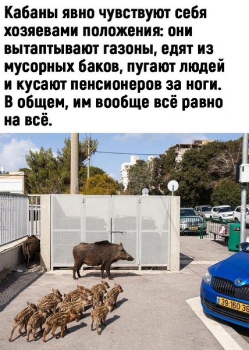 Кабаны наступают.   Астерикс и обеликс решили бы вопрос быстро! 01