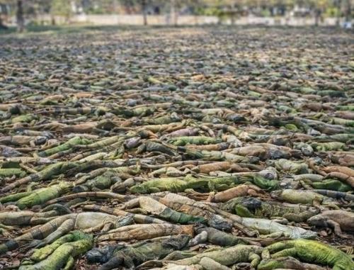 31 января 2026 года во флориде произошло то, что местные жители назвали 