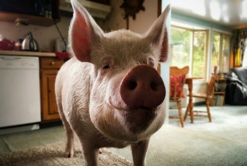 Пара из Канады приобрела крошечного поросенка, рассчитывая, что он навсегда останется размером с крупную морскую свинку. 03