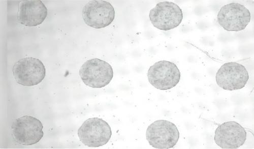 Ученые впервые вырастили структуру, похожую на ранний эмбрион, из стволовых клеток.

