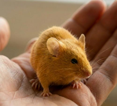 Уникальный атласный эффект получается из-за того, что каждый волос у этих грызунов полый внутри. 01