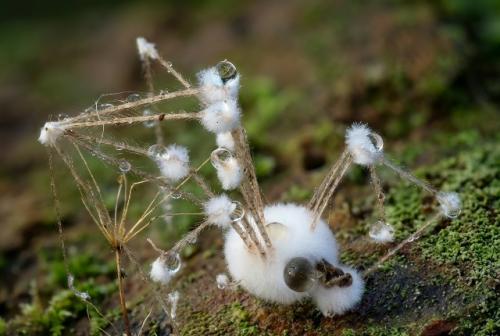 Обычно такие грибы представляют очень просто: спора попала на насекомое, проросла, съела его изнутри - и всё. 02