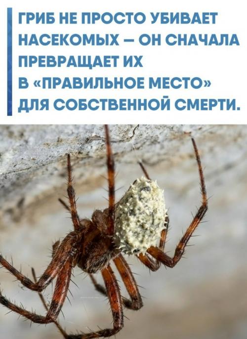 Обычно такие грибы представляют очень просто: спора попала на насекомое, проросла, съела его изнутри - и всё.  