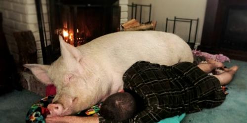 Пара из Канады приобрела крошечного поросенка, рассчитывая, что он навсегда останется размером с крупную морскую свинку. 05