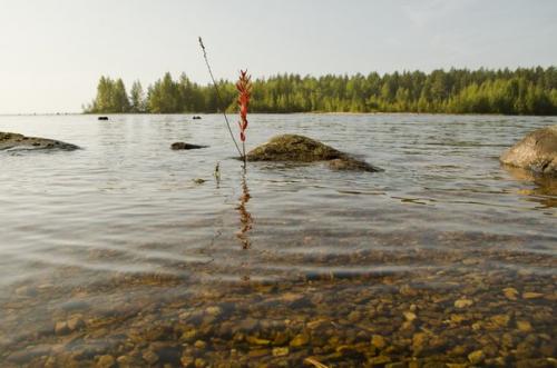 Тайна Карельской Пегремы. 01 Тайна Карельской Пегремы. 01