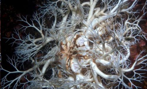 Горгона: диковинное существо из глубин карского моря. 01