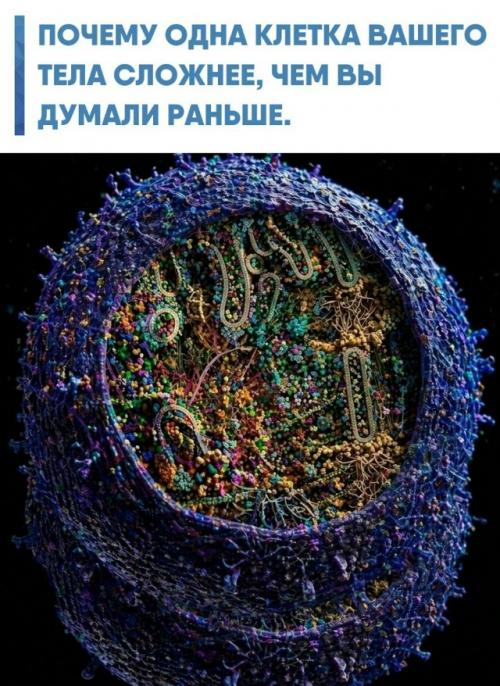 Внутри каждой вашей клетки постоянно происходит работа, сопоставимая с деятельностью целого мегаполиса.  