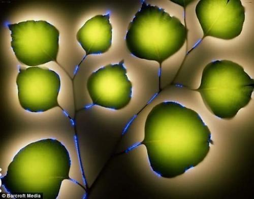 Растения и электричество. 01