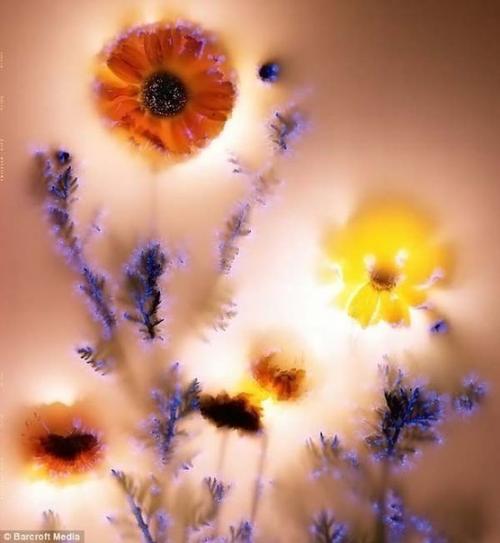 Растения и электричество. 02