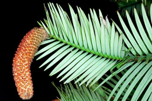 Сосны росшие на земле 15 миллионов лет назад. 01 Сосны росшие на земле 15 миллионов лет назад. 01