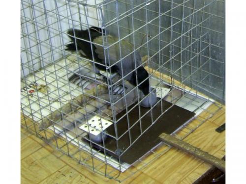 Математический язык муравьев пластичен. 02 Математический язык муравьев пластичен. 02