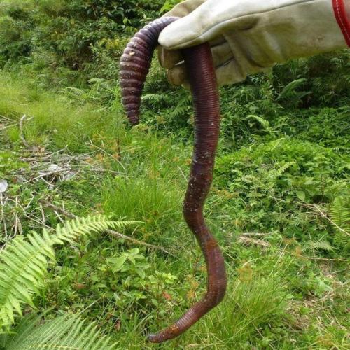 В Австралии рыбакам достаточно одного червя на всю рыбалку. 01