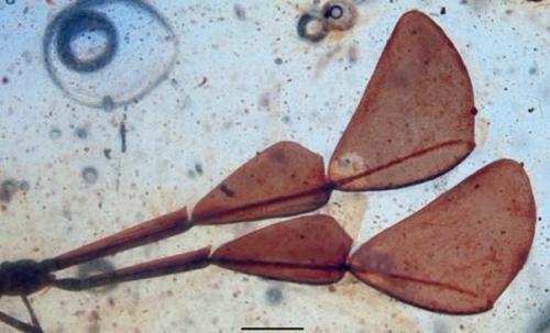 Загадочное насекомое в янтаре. 01