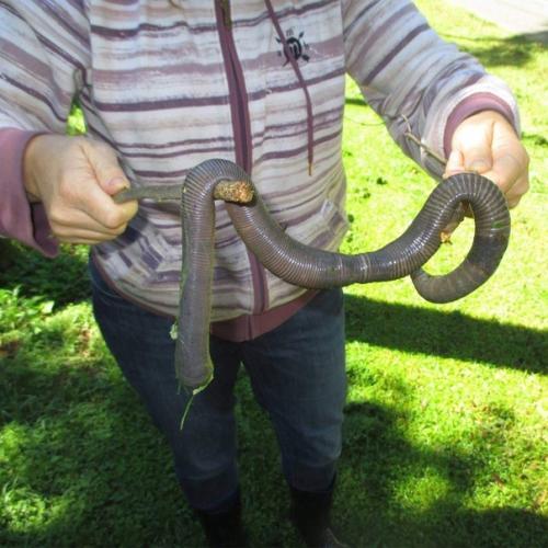 В Австралии рыбакам достаточно одного червя на всю рыбалку. 03