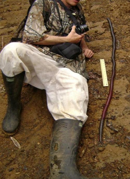 В Австралии рыбакам достаточно одного червя на всю рыбалку. 04