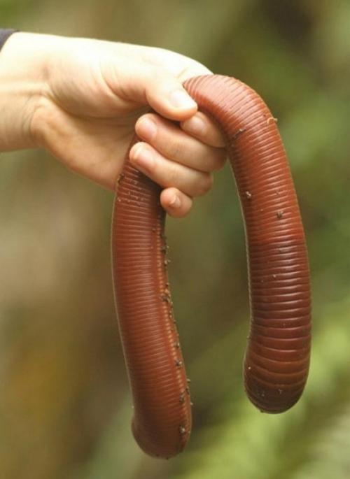 В Австралии рыбакам достаточно одного червя на всю рыбалку. 02