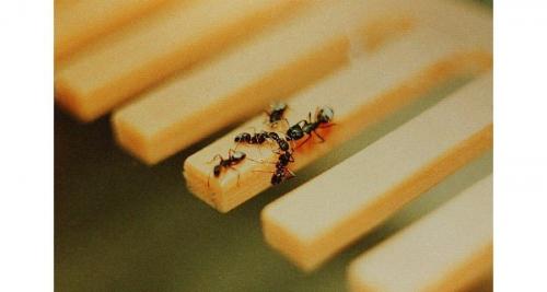 Математический язык муравьев пластичен. 03 Математический язык муравьев пластичен. 03