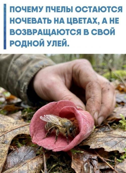 Пчелы, которых вы замечаете на соцветиях в сумерках, - это особи на закате своей жизни.  
