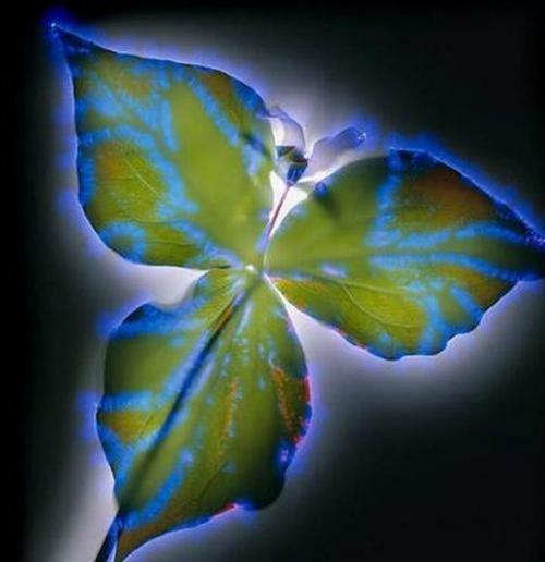 Растения и электричество. 03