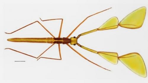 Загадочное насекомое в янтаре. 02