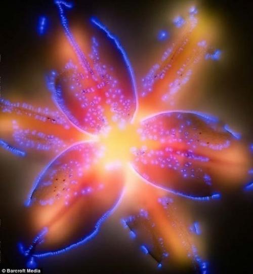 Растения и электричество. 05