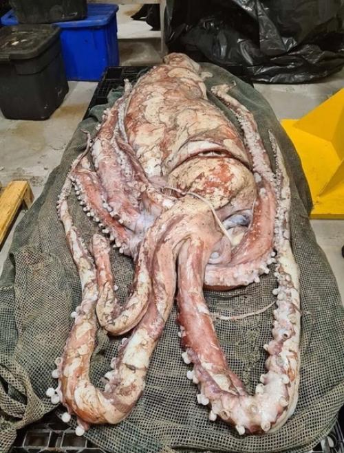 Вы только посмотрите на него! 01