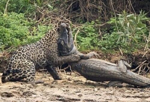 Рептилии тоже становятся добычей многих животных, таких как львы, питоны, акул, ягуаров. 01