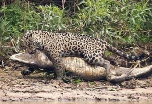 Рептилии тоже становятся добычей многих животных, таких как львы, питоны, акул, ягуаров. 02