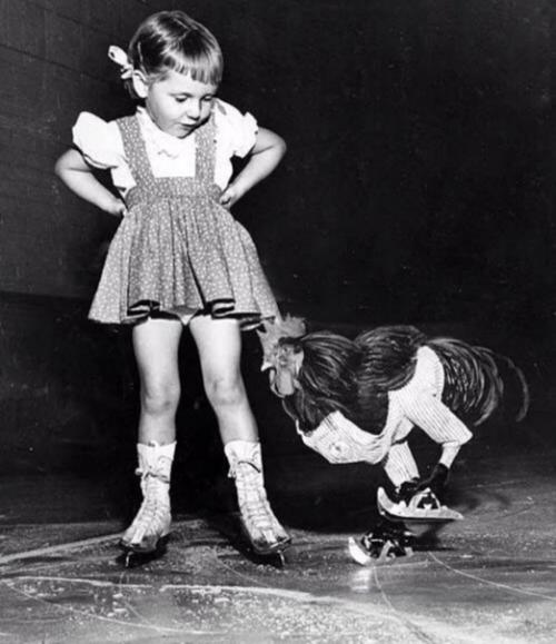 Бастер был одним из нескольких петухов, принадлежавших Уильяму Леру, бывшему цирковому клоуну. 01