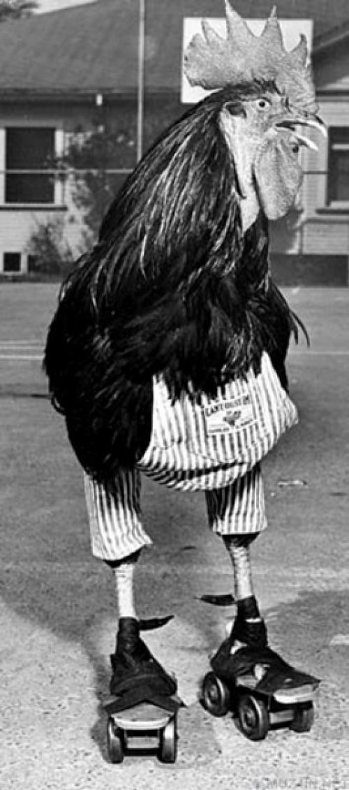 Бастер был одним из нескольких петухов, принадлежавших Уильяму Леру, бывшему цирковому клоуну. 03