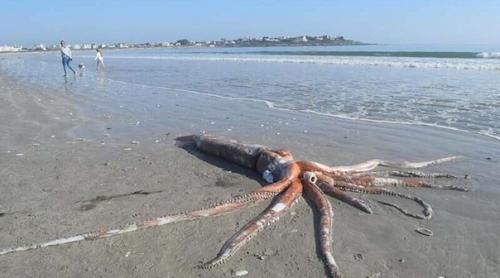 Вы только посмотрите на него! 
