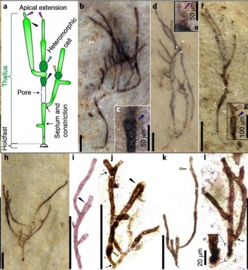 Водоросль возрастом в миллиард лет. 01 Водоросль возрастом в миллиард лет. 01