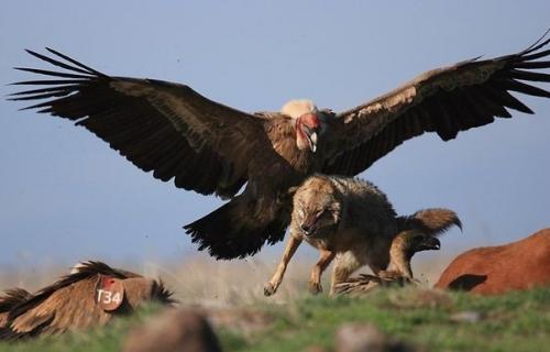 Андский кондор:  Налёт по беспределу. 01