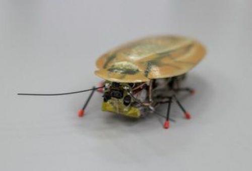 В Калининграде создали таракана - разведчика. 01
